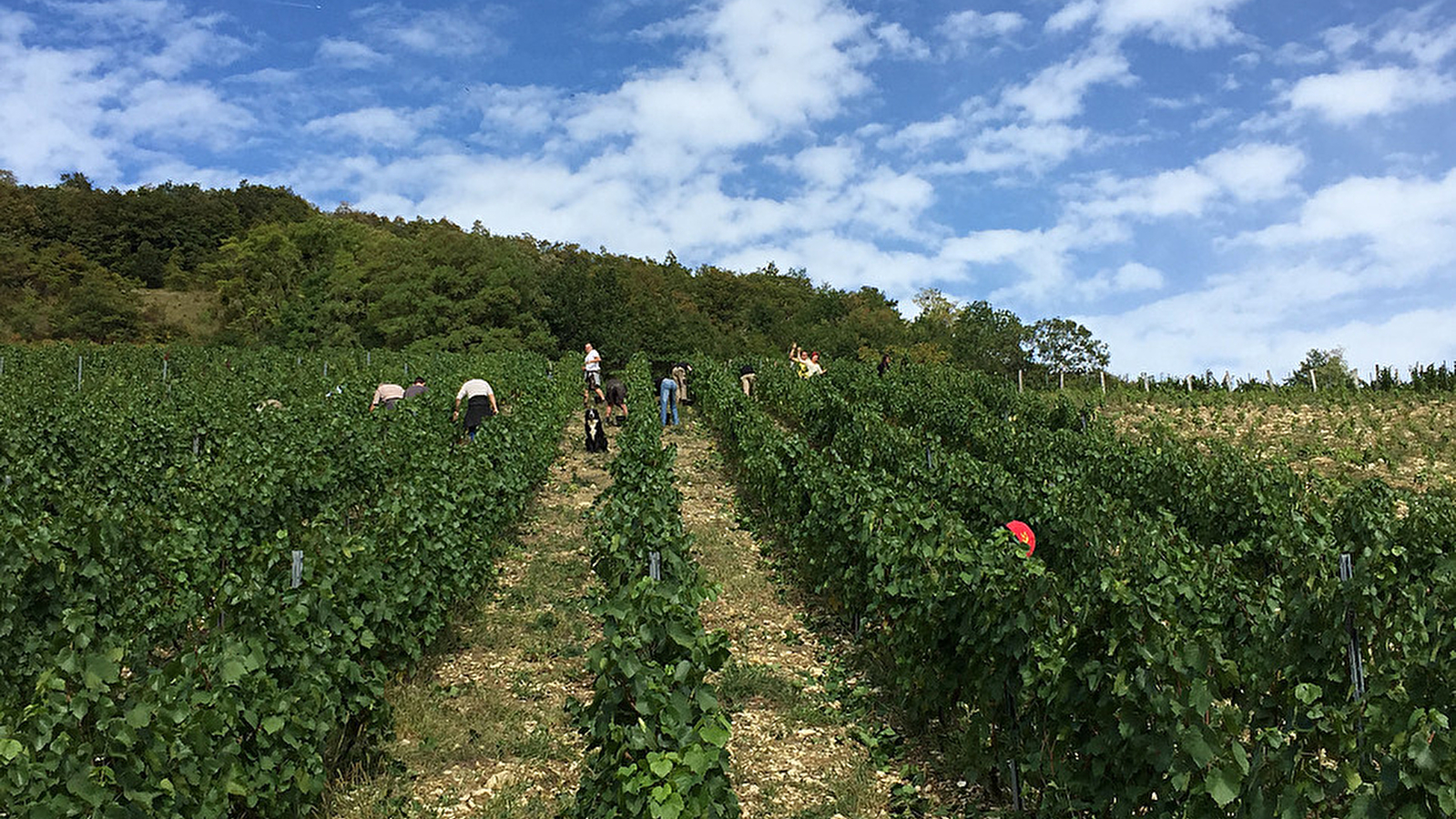 Domaine de la Dentelle