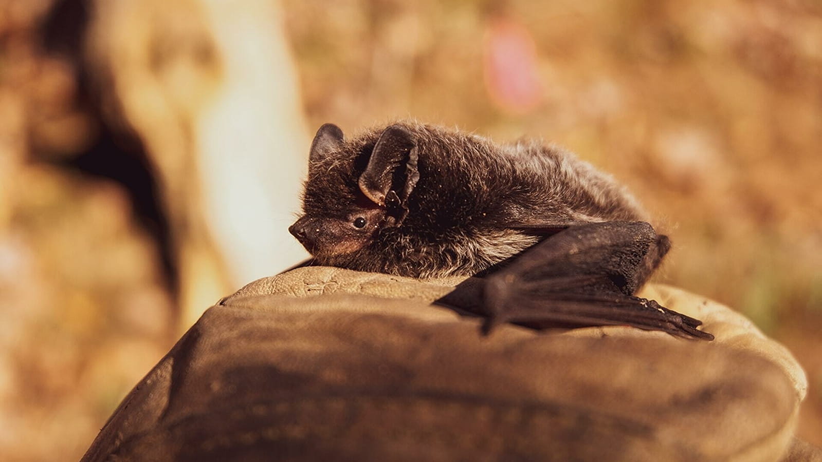 La nuit de la chauve-souris 