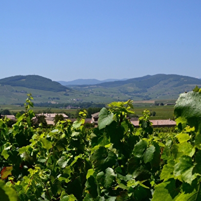 Château Bellevue - Domaines Loron
