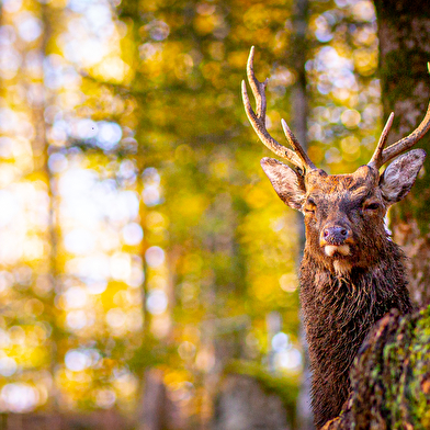 Parc Animalier de Fougerolles-Saint-Valbert