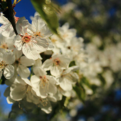 Les cerisiers en fleurs à Fougerolles