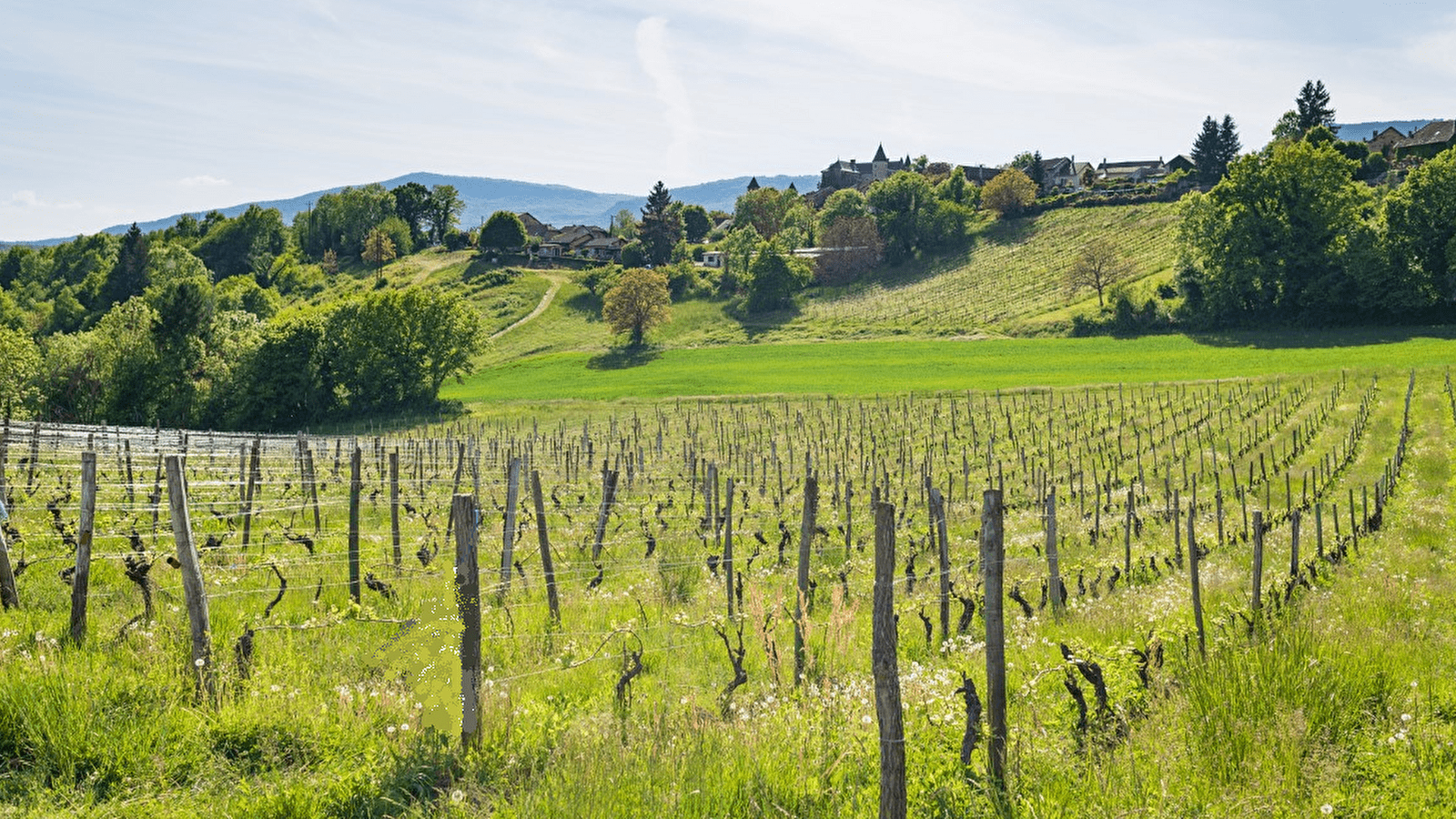 Domaine de Pacotille - Producteur de vin