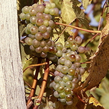 Domaine de la Brune - CORBONOD
