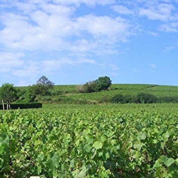 Domaine Pierre Savoye - Cave Jean-Ernest Descombes - VILLIE-MORGON