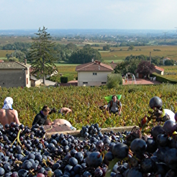 Domaine des Duc - SAINT-AMOUR-BELLEVUE