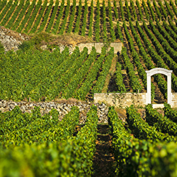 Olivier Leflaive - PULIGNY-MONTRACHET