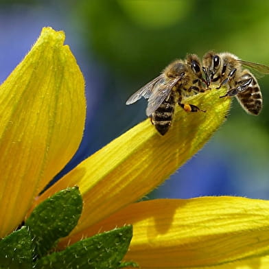 Fête de l'abeille et de la biodiversité