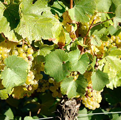 Domaine de Quintefeuille