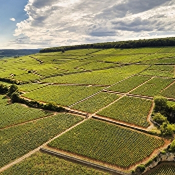 Taupenot-Merme - MOREY-SAINT-DENIS