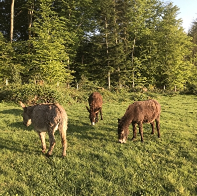 Le Sarcenot à Poney