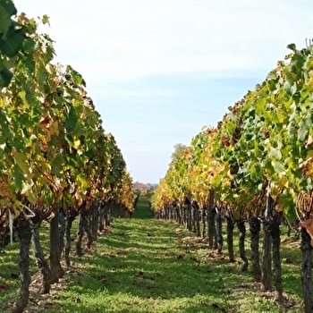 Domaine Nault - POUGNY