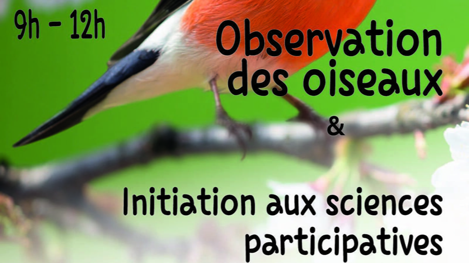 Observation des Oiseaux