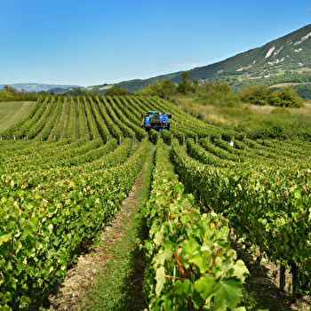 Maison Goux et Fils - CORBONOD