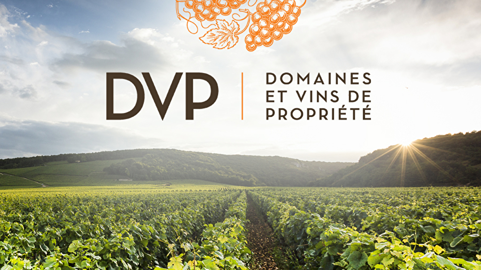 DVP Domaines & Vins de Propriété Bourgogne