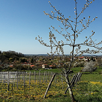 Domaine de La Combes aux Rêves - JOURNANS