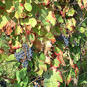 Domaine Geneletti - L'ETOILE