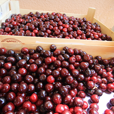 Fête des cerises