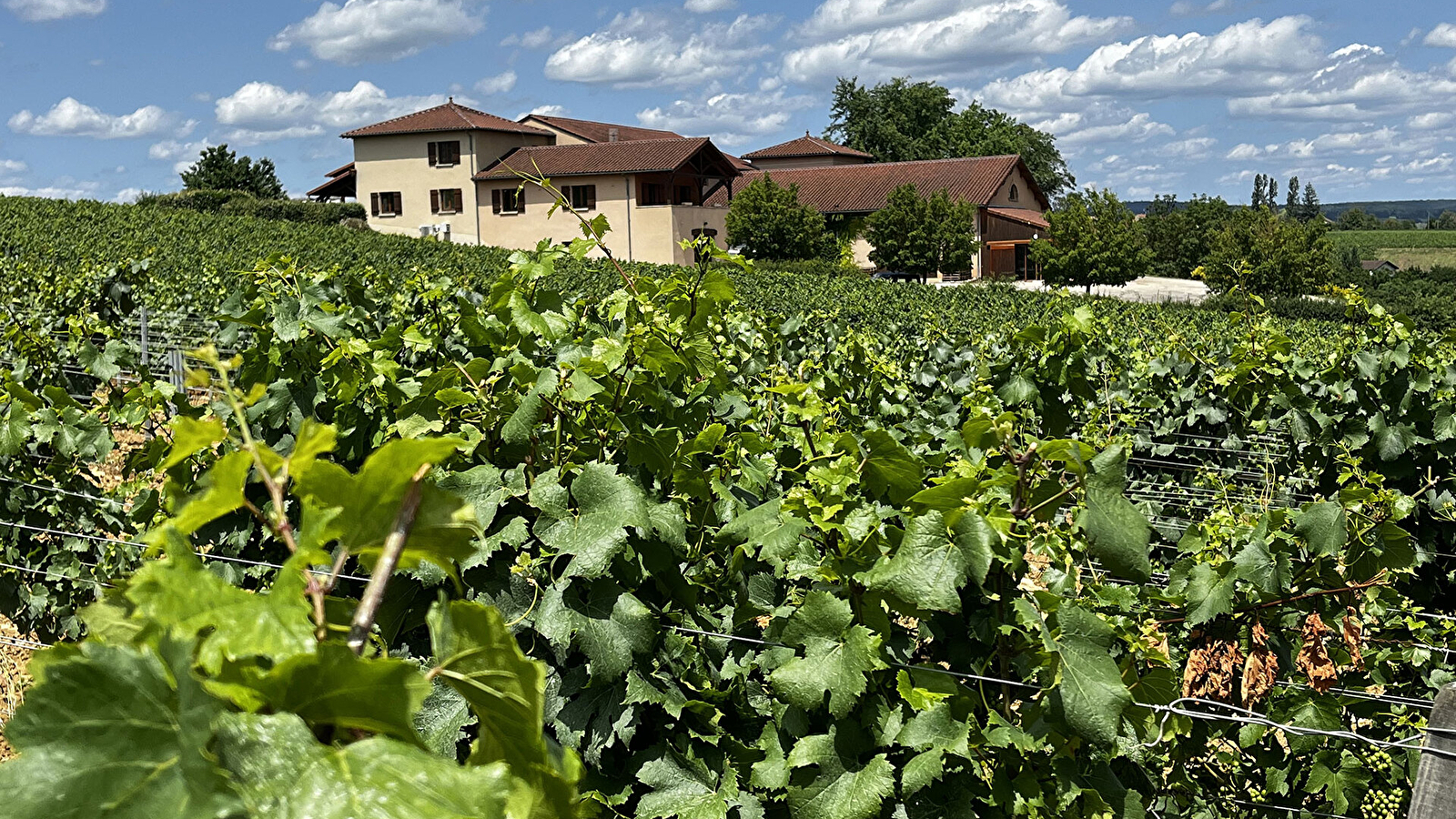 Domaine de la Croix Senaillet - Martin Richard et Stéphane