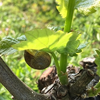 Roy Elodie - CHEILLY-LES-MARANGES