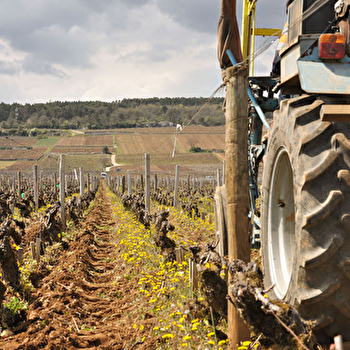 Jeanniard Alain - MOREY-SAINT-DENIS