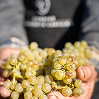 Carillon Marguerite - MEURSAULT