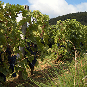 Gérald Demuth - Domaine de Sarmentole - TANNAY