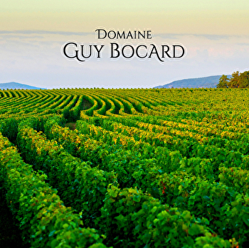 Bocard Guy - MEURSAULT