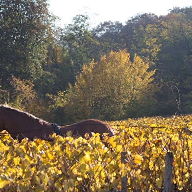 Laferrere Hubert - Domaine Saint Denis