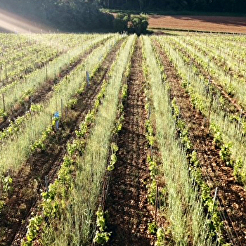 Dangin Bruno - MOLESME