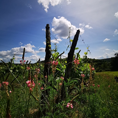 Vignoble Vincent Cheviet à Bucey les Gy