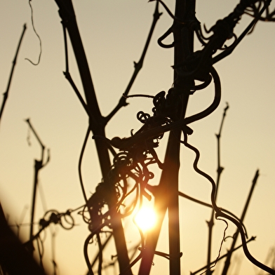 Vignoble Vincent Cheviet à Bucey les Gy