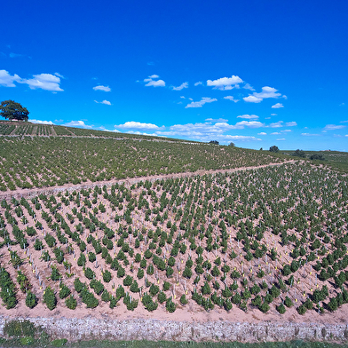 Domaine Steeve Charvet