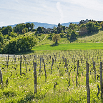 Domaine de Pacotille - Producteur de vin - ANDERT-ET-CONDON