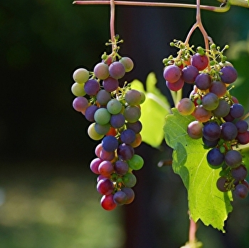 Les Matheny - Emeric Foléat - MATHENAY