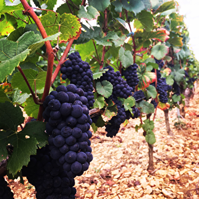 Danjean Berthoux Pascal