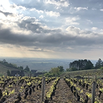 Poulleau Michel Père et Fils - VOLNAY
