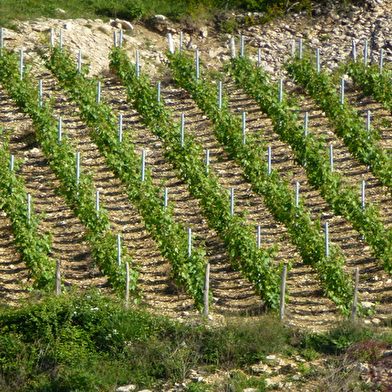 Domaine de la Jobeline