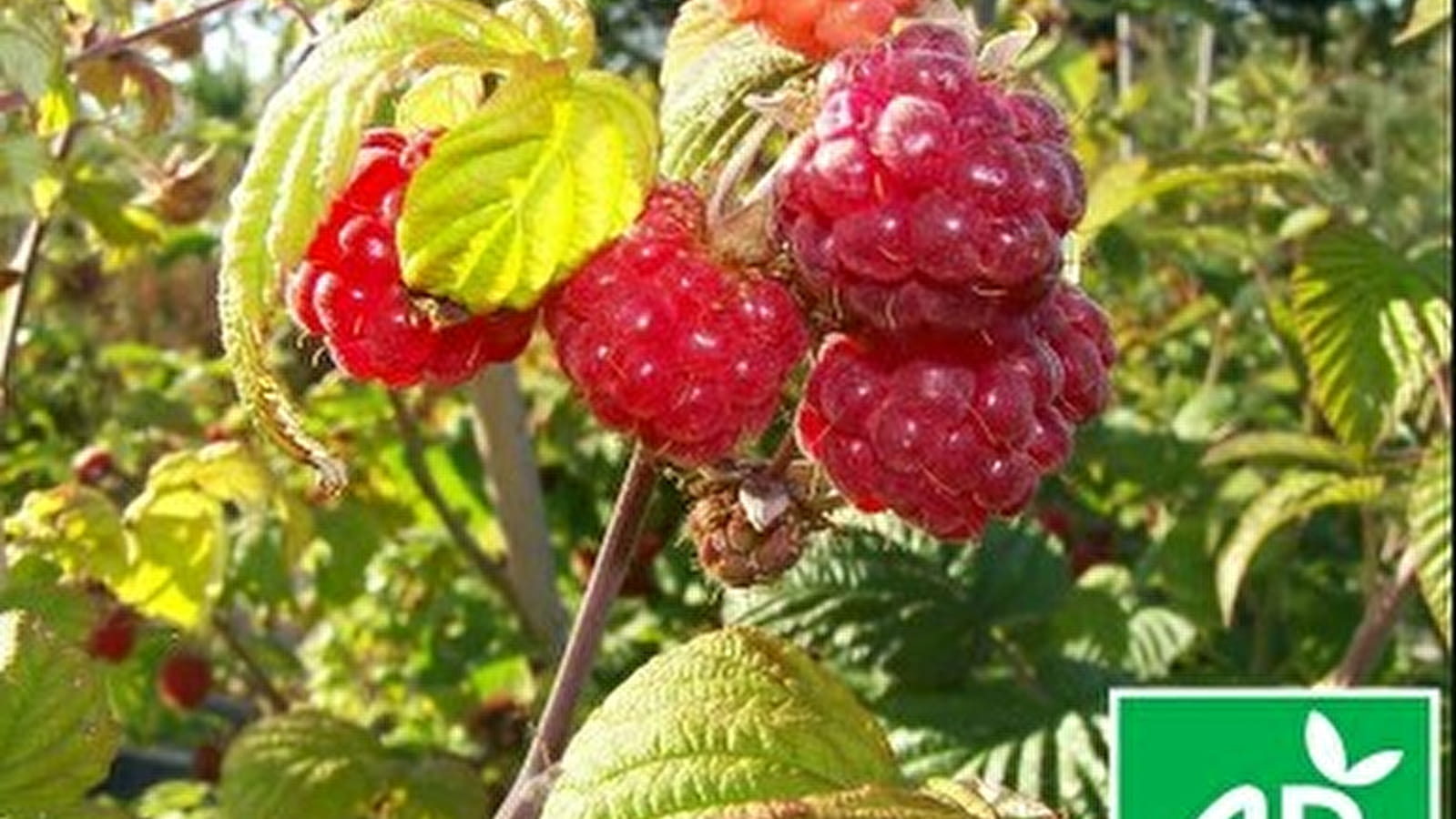 Visite d'un jardin en permaculture