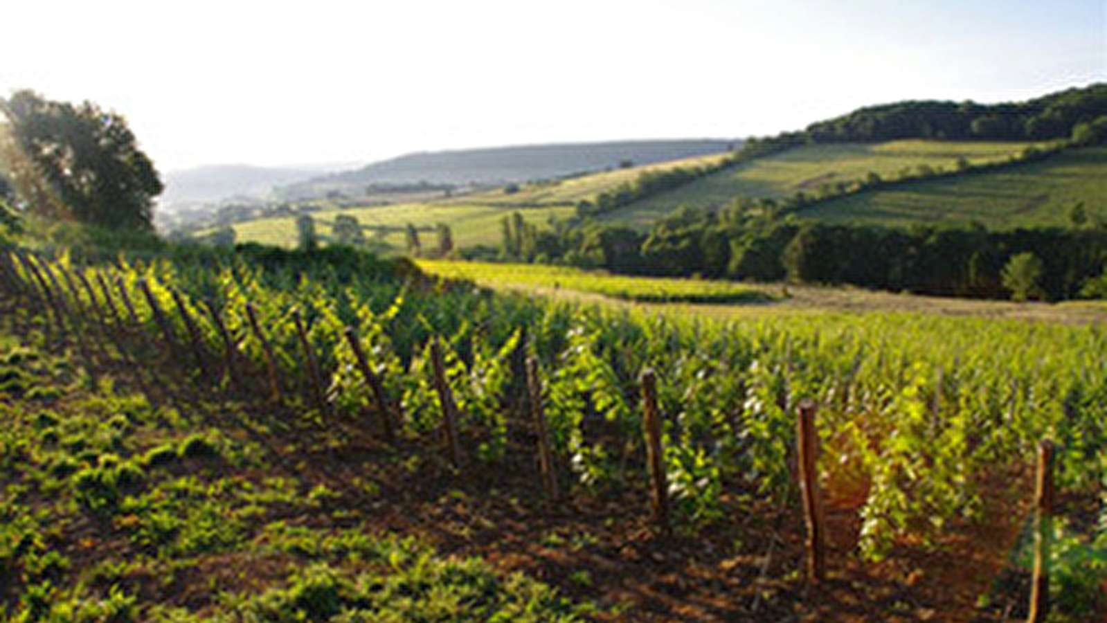 Domaine Aurélien Febvre 