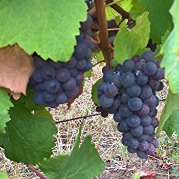 Domaine Amelie Guillot - MOLAMBOZ