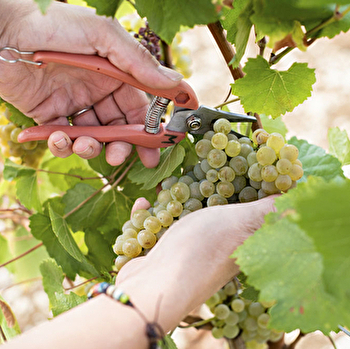 Domaine des Trois V - CHICHEE