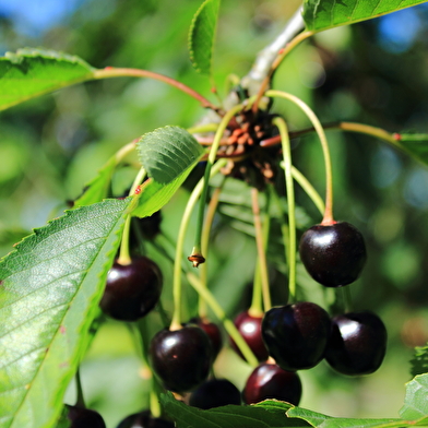 Fête des cerises