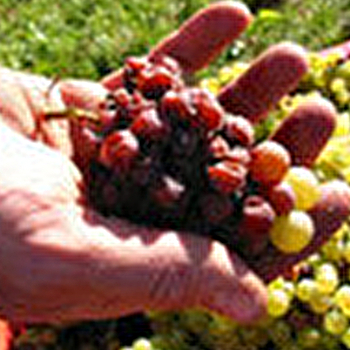 Laferrere Hubert - Domaine Saint Denis - LUGNY