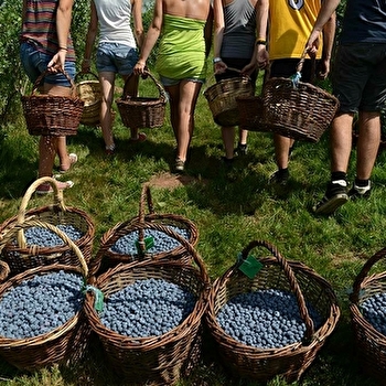 Bluets d'Agathe Balandier - GIRMONT-VAL-D'AJOL