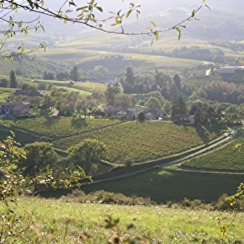 Domaine de Côtes Remont - CHENAS
