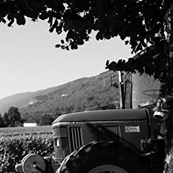 EARL Maison Gallice - Domaine de la Trille - CORBONOD