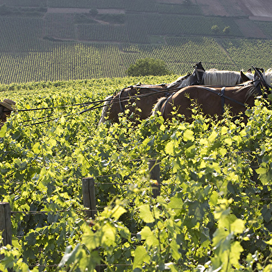 Domaine de la Vougeraie