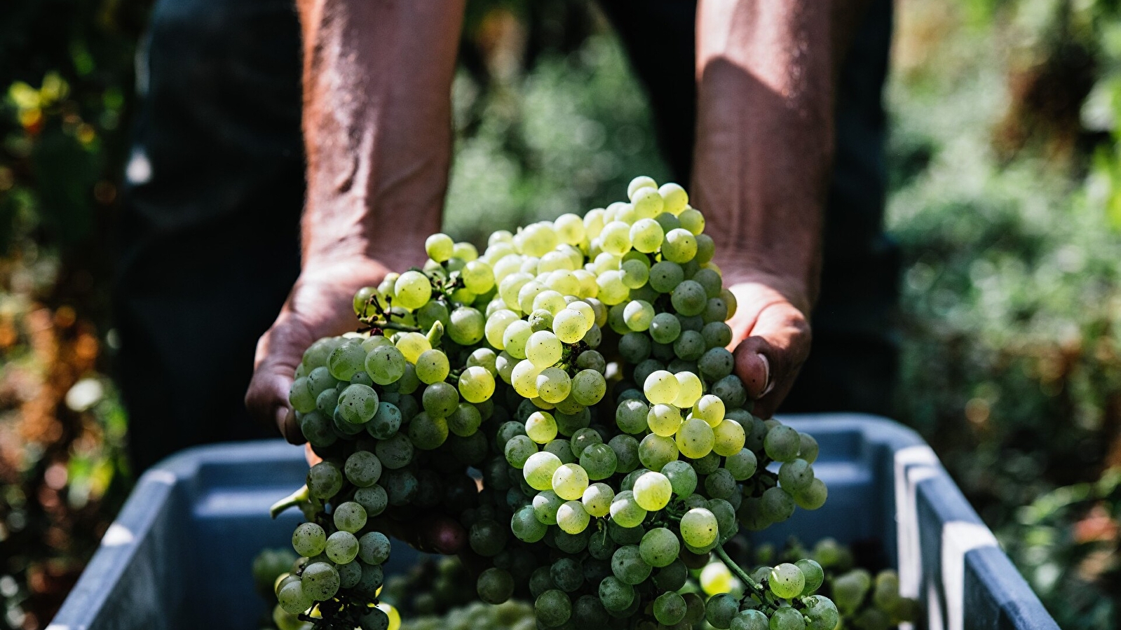 Domaine du Roc des Boutires