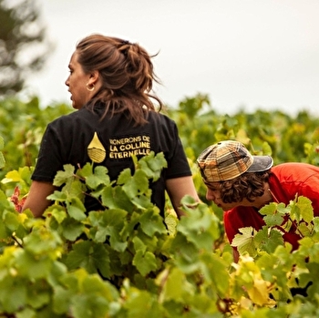 Vignerons de la Colline Eternelle - SAINT-PERE