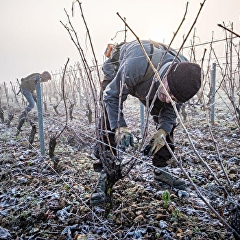 Domaine Champeau - SAINT-ANDELAIN
